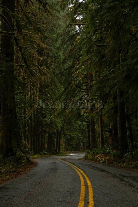 Vertical Empty Asphalt Road Leads Through The Haunted Looking Hoh