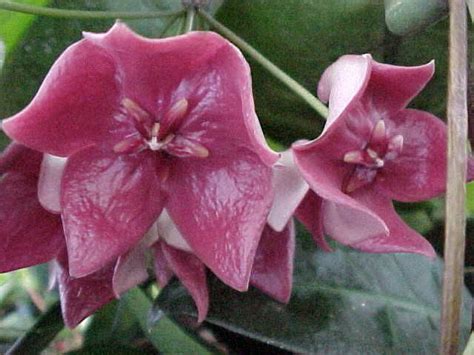 Most are native to several countries of asia such as philippines, india, thailand, malaysia, vietnam, bangladesh, indonesia, polynesia, new guinea, and vast variety of species could also be found in australia. Великолепная тропическая Хойя.. Обсуждение на LiveInternet ...
