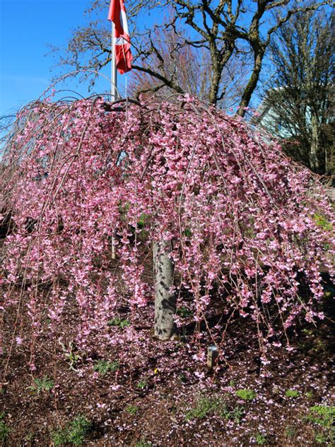 Pink Cascade Cherry J Frank Schmidt And Son Co