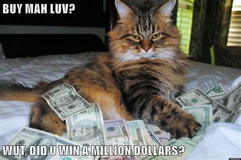The best gifs are on giphy. The best cat money memes for 2019