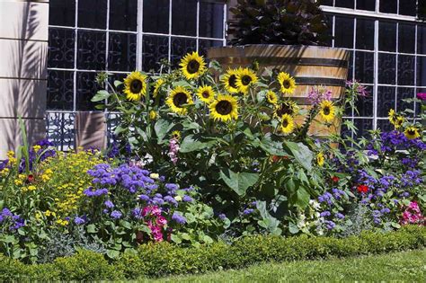 23 Sunflower Garden Ideas You Ll Love Artofit