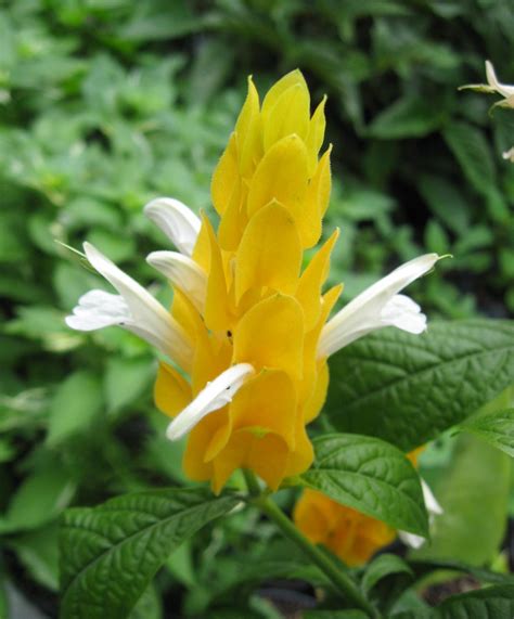 Flowers and grasses, shrubs and trees, lawn grass. Yellow Shrimp | Yellow Shrimp Plant Pachystachys lutea ...