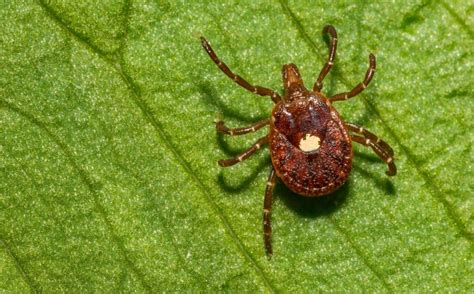 Meat Allergies Linked To Tick Bites On The Rise In Us 450000 Affected