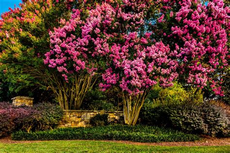 Find images of flowering trees. Pink Flowering Trees - Gardenerdy