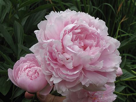 Double Pink Peony Paeonia Double Pink In Calgary Alberta Ab At