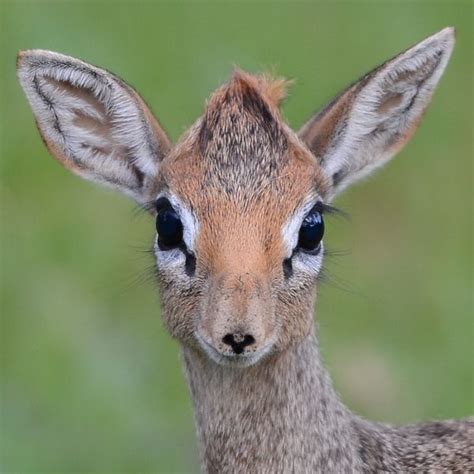 Silver Dik Dik Madoqua Piacentinii Is A Small Antelope Found In Low