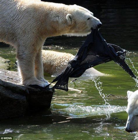 Shocking Moment Polar Bear Attacks Woman Who Climbed Into Zoo Enclosure