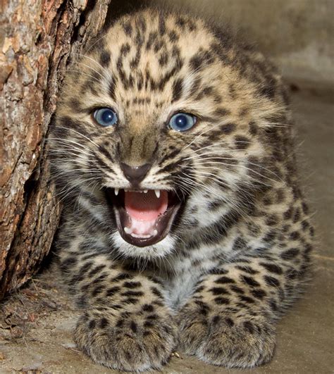 Roar I Am A Fierce Leopard Baby Leopard Amur Leopard Animals