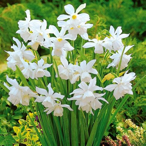 Narcissus Triandrus Thalia Ubicaciondepersonascdmxgobmx