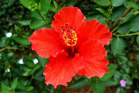 Tropical Hibiscus Rose Of China Or Hawaiian Hibiscus Hibiscus Rosa