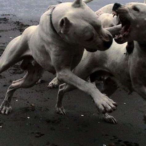Pitbull Fight Dog Argentino Working Dogs Big Dogs