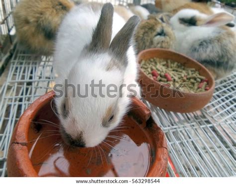 Rabbit Cagerabbits Pet Store Stock Photo 563298544 Shutterstock