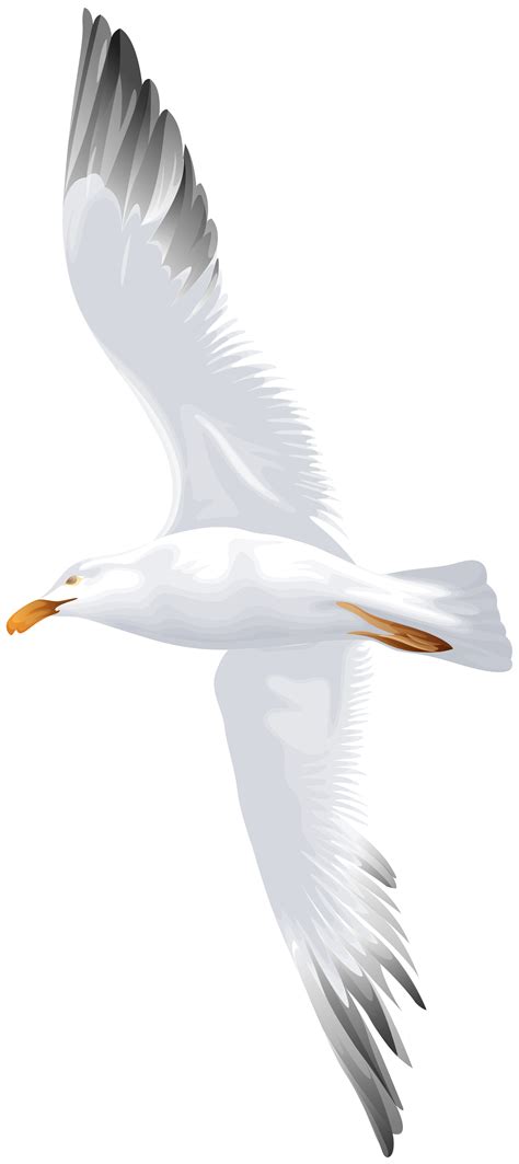 Seagull Clipart Free Flying Pictures On Cliparts Pub 2020 🔝