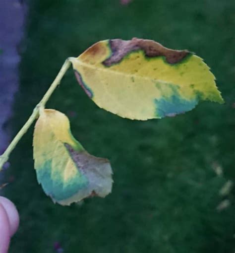 9 Reasons Why Rose Leaves Turn Yellow Gardener Report