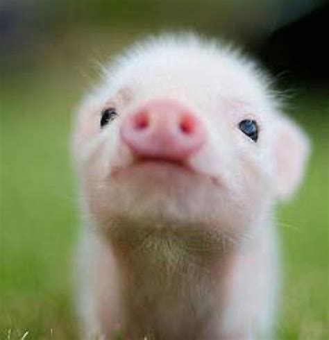 19 Incredibly Cute Photos Of Mini Pig Cute Wittle Animals Cute