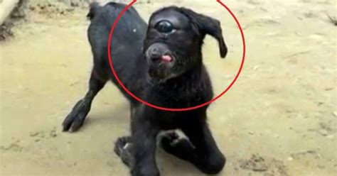 Video viral Nunca antes visto nace en la India una cabra cíclope