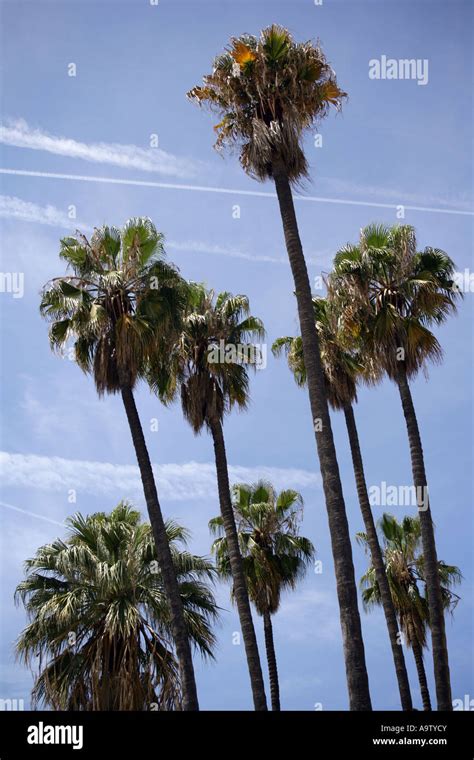 Palm Trees Nice France Stock Photo Alamy