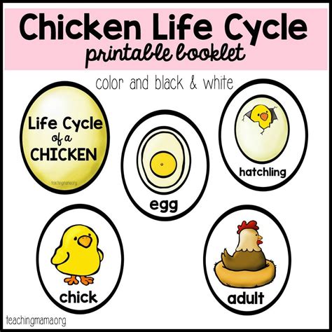 Free Printable Life Cycle Of A Chicken Printable Templates