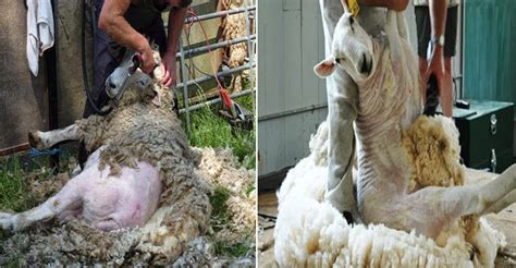 Bantal bulu domba adalah komoditi yang popular di pasaran aksesori moden untuk tidur. PENCUKURAN BULU PADA DOMBA (SHEEP SHEARING) - Ilmu Ternak