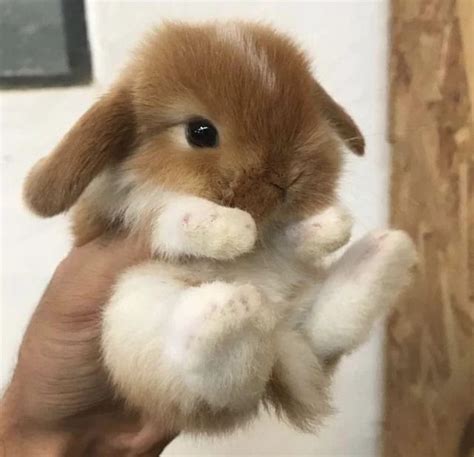 Someone Got A Cute Bunny Raww