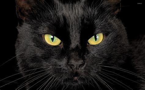 Black Cat With Yellow Eyes Wallpaper Animal Wallpapers 47299