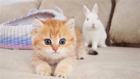 Kittens Meets And Walk With A Cute White Bunny Youtube