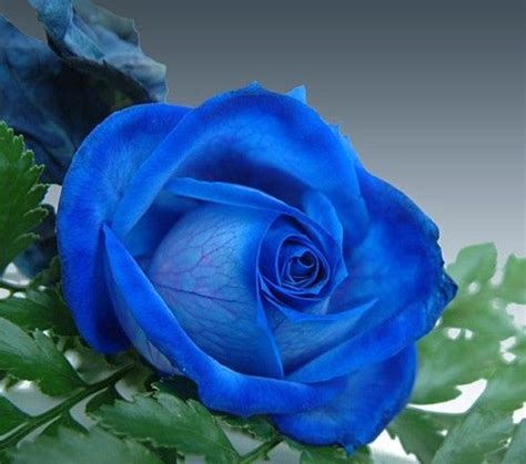 Blue Enchantress Rose Seeds Flower Seeds Planting Roses