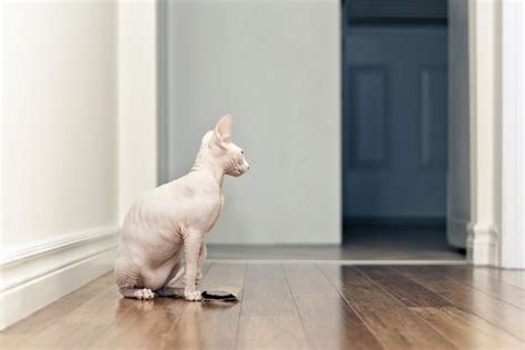 738992 Cats Sphynx Cat Sitting Parquetry White Rare Gallery Hd