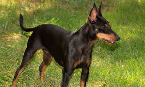 Manchester Terrier Dog Breed Information Toy Manchester Terrier