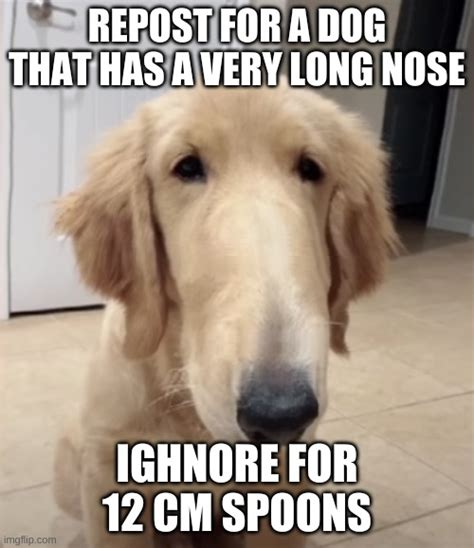 Image Tagged In A Dog That Has A Long Nose Imgflip