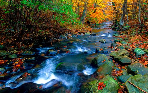Autumn Forest Stream Hd Wallpaper Background Image 1920x1200