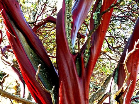 Red Bark Trees In Oregon Sharply Blawker Bildergallerie