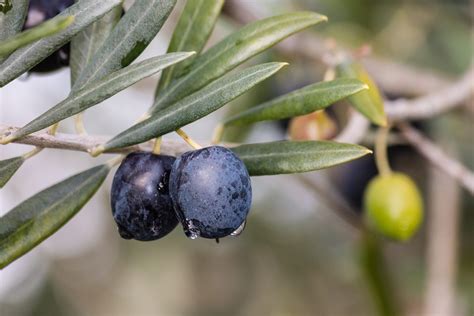Can Olive Trees Grow In Zone 6 Learn About Growing Olive Trees In
