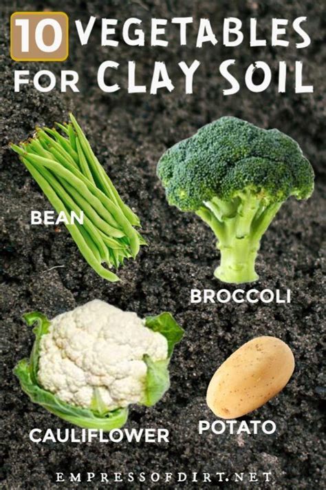 It's a good place to start. 10 Best Vegetables for Clay Soils | Empress of Dirt in ...