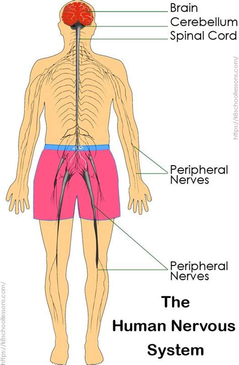 Click to view privacy policy and trust info . Nervous System for Kids | Brain | Spinal Cord | Nerves ...