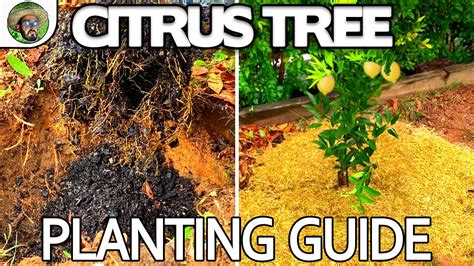 Citrus Tree Planting Guide Giving Your Citrus The Best Start Even