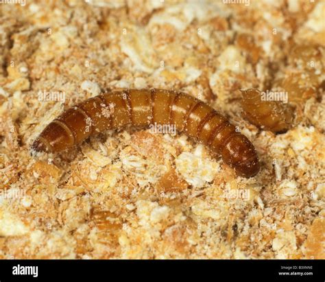 Yellow Mealworm Tenebrio Molitor Beetle Larva On Meal Stock Photo Alamy