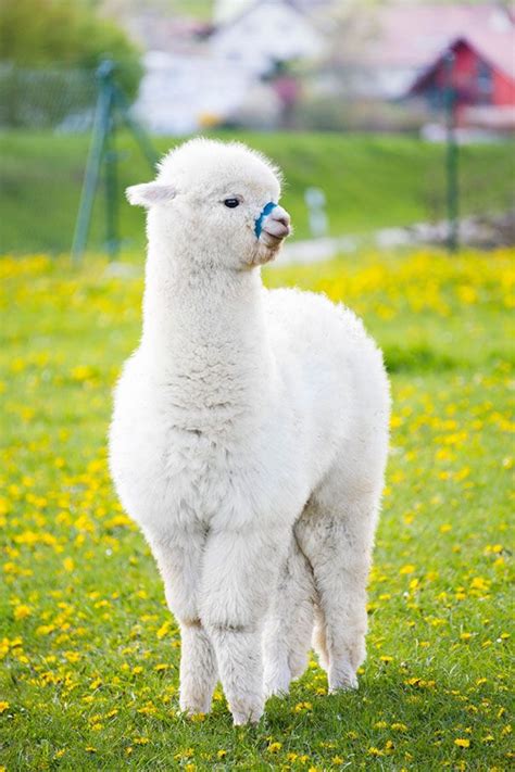 37 Alpacas That Will Make Your Day With Images Funny Animals Cute