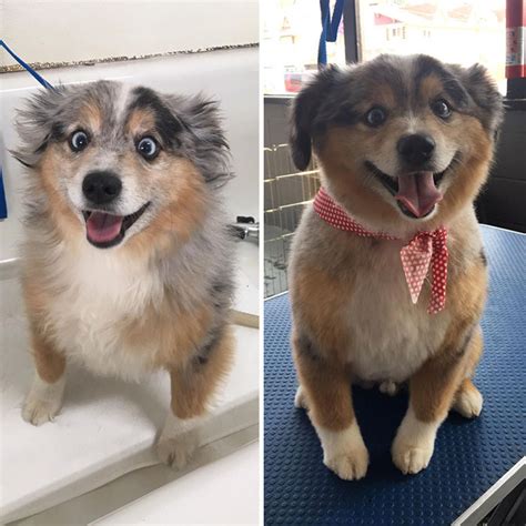 Haircut Before And After Groomed Australian Shepherd Dog Training At