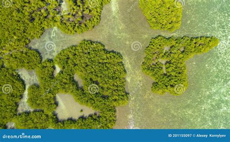Green Mangroves Bohol Philippines Stock Image Image Of Nature
