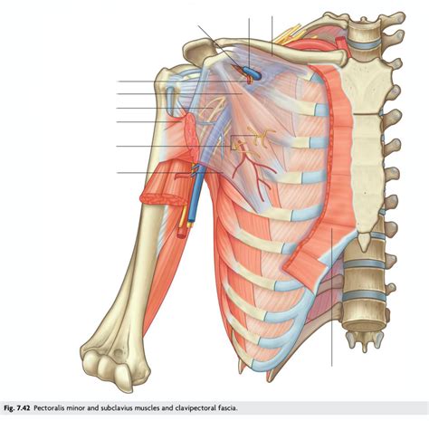 Pectoralis Minor And Subclavius Muscles And Clavipectoral Fascia