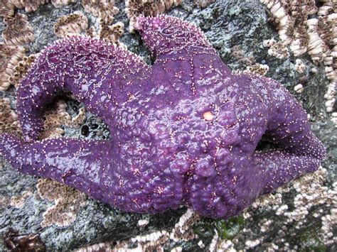 Purple Sea Star Photograph By Marianne Werner