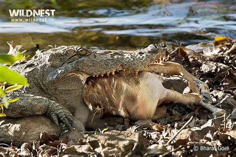 Crocodile Eating Deer Tadoba Wildlife Photographs At Tadob Flickr