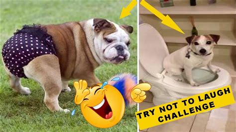 Try Not To Laugh Challenge Funny Dog Videos Best Videos Youtube