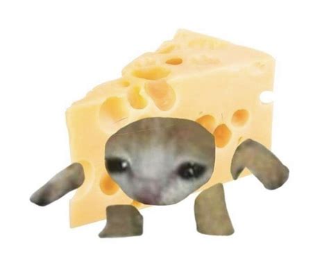 Cheese Cat 🧀 Crazy Cats Cat Memes Cute Cats