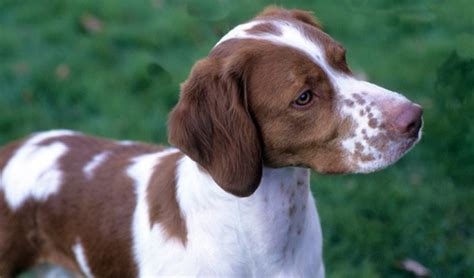 10 Famous Medium Sized Dog Breeds