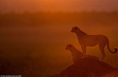 Africas Stunning Sunsets The Awe Inspiring Beauty Of The Masai Mara