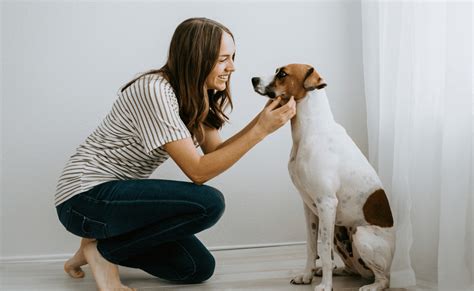 Average Dog Sitting Rates And How To Find A Reliable Pet Sitter Petsynse