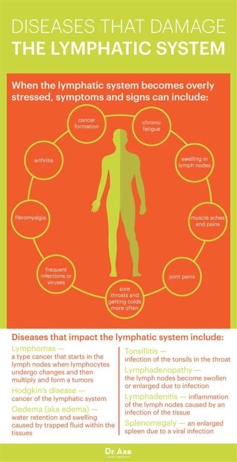 The Lymphatic System How To Make It Strong And Effective Health Food