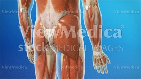 Related posts of muscles of the lower back and buttocks diagram neck muscle anatomy ultrasound. ViewMedica Stock Art: Muscles of buttocks